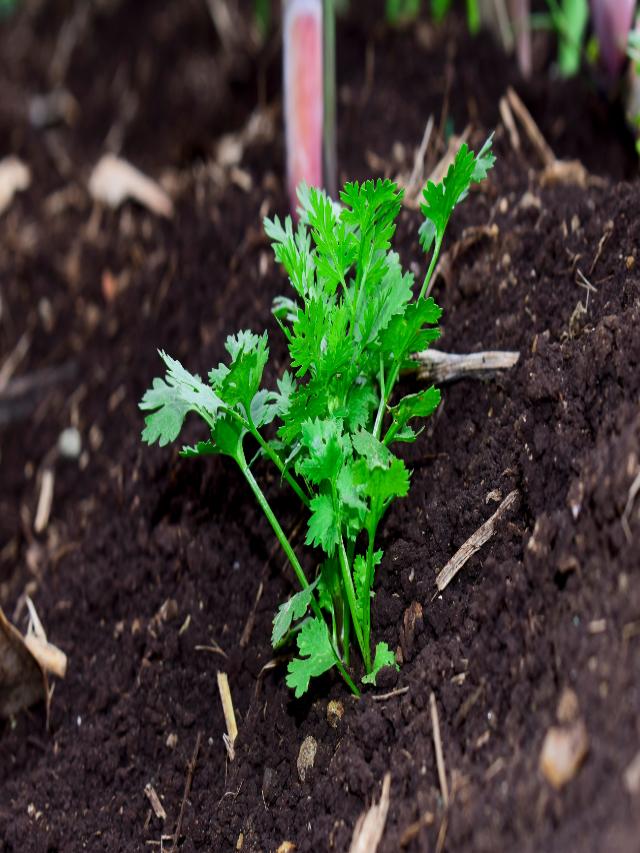 Dhaniya [Coriander]1Gaddi