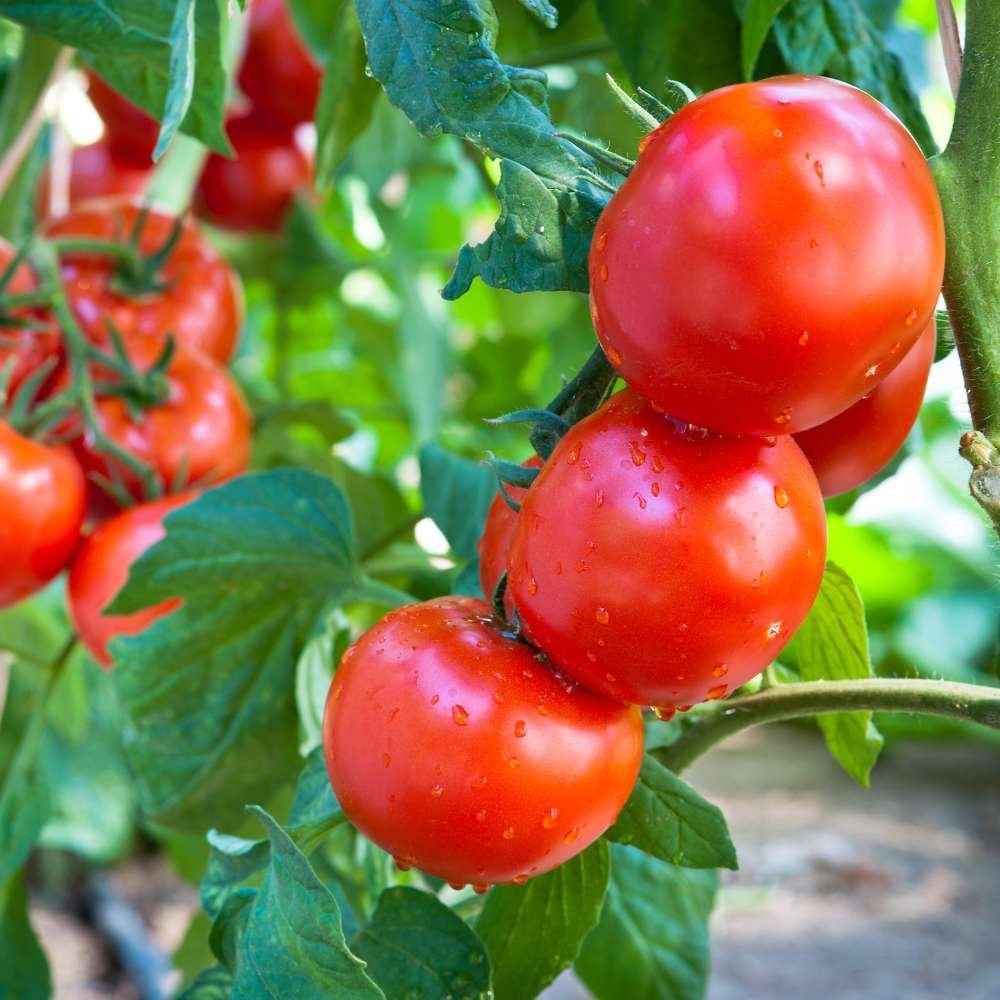 Tamatar